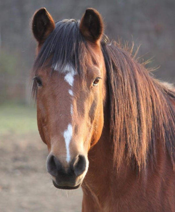 rodgers-foundation-rivers-edge-horse-rescue-barn A resident horse of the Rivers Edge Horse Rescue & Sanctuary in Newton, NJ