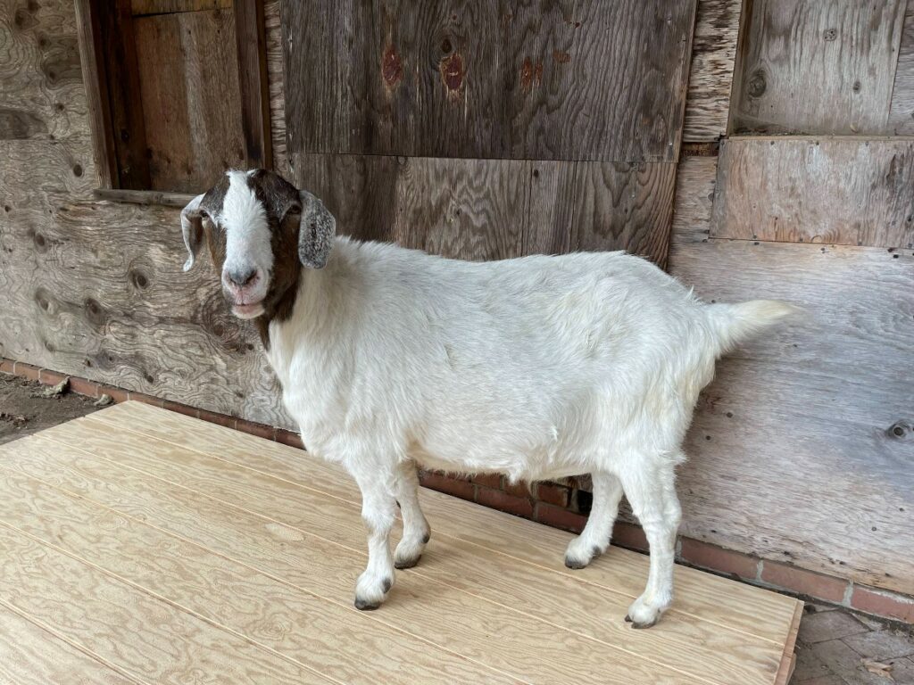 A goat standing on a pile of plywood