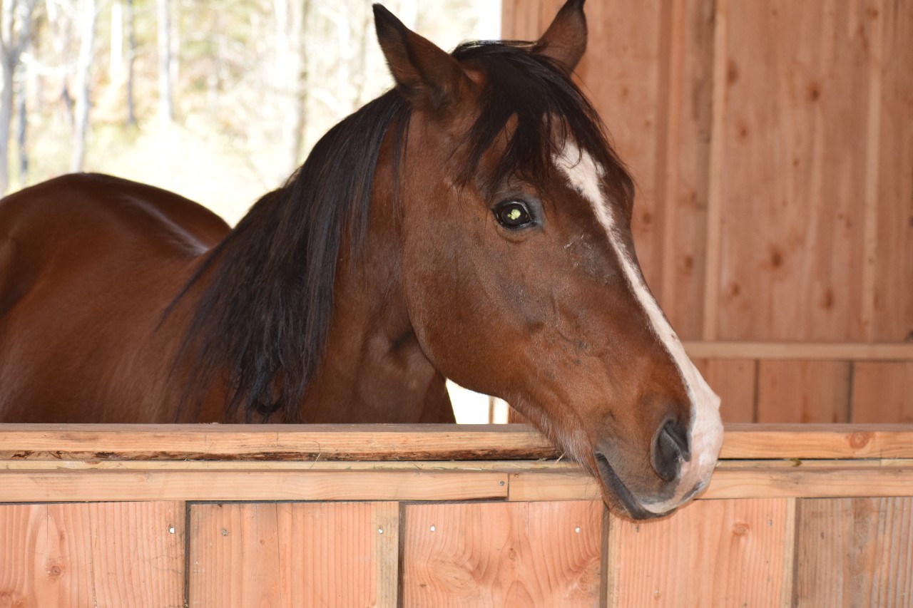 A resident horse of the Rivers Edge Horse Rescue & Sanctuary in Newton, NJ