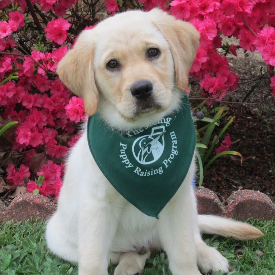 A puppy sitting on grass in front of flowers, with a green The Seeing Eye bandana around its neck.