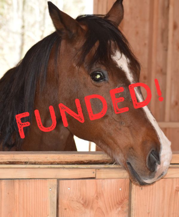 A resident horse of the Rivers Edge Horse Rescue & Sanctuary in Newton, NJ